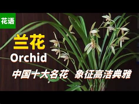 蘭花意義|蘭花的涵義、象徵意義、神話、用途等